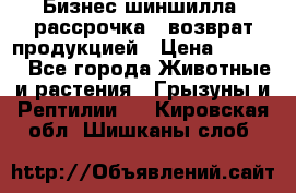 Бизнес шиншилла, рассрочка - возврат продукцией › Цена ­ 4 500 - Все города Животные и растения » Грызуны и Рептилии   . Кировская обл.,Шишканы слоб.